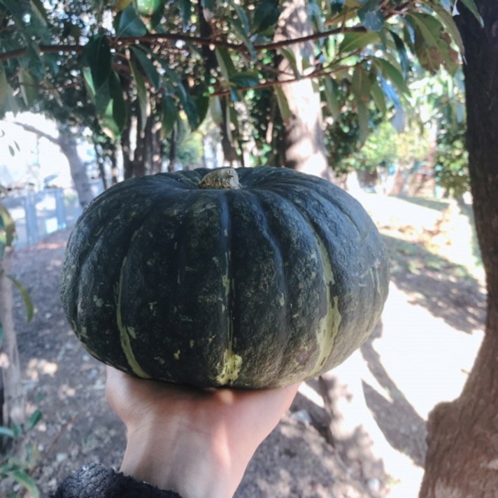 달콤한 국내산 단호박 3kg 5kg 10kg, 국내산 단호박 3kg(2~3과)