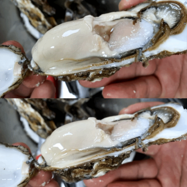 여수석화 명품 석화! 프리미엄 삼배체굴! 당일조업발송, 여수석화 5kg, 1개
