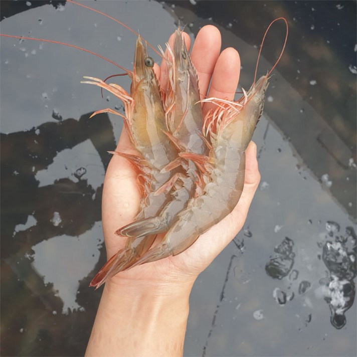 당일조업 국내산 신안 새우 생새우 왕새우 대하 1kg, 국내산 생새우: 1kg 20미 ~ 30미 내외(특대)