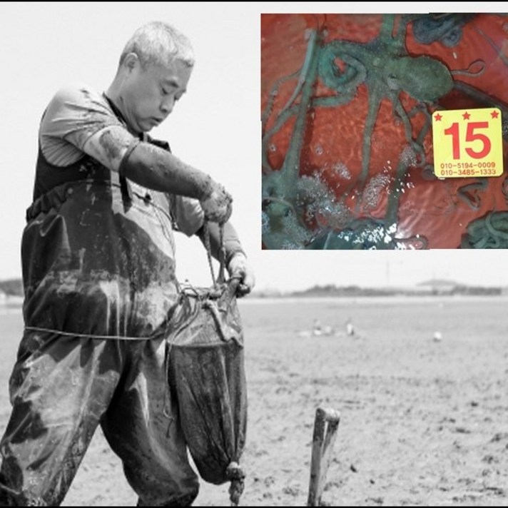 살아서 도착! 100프로 국내산갯뻘낙지(세발 한입 소 중 대) 3~10마리 한셋트, 10마리, 세발낙지