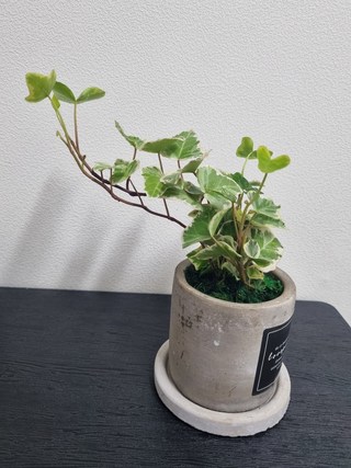 갤러리 이미지