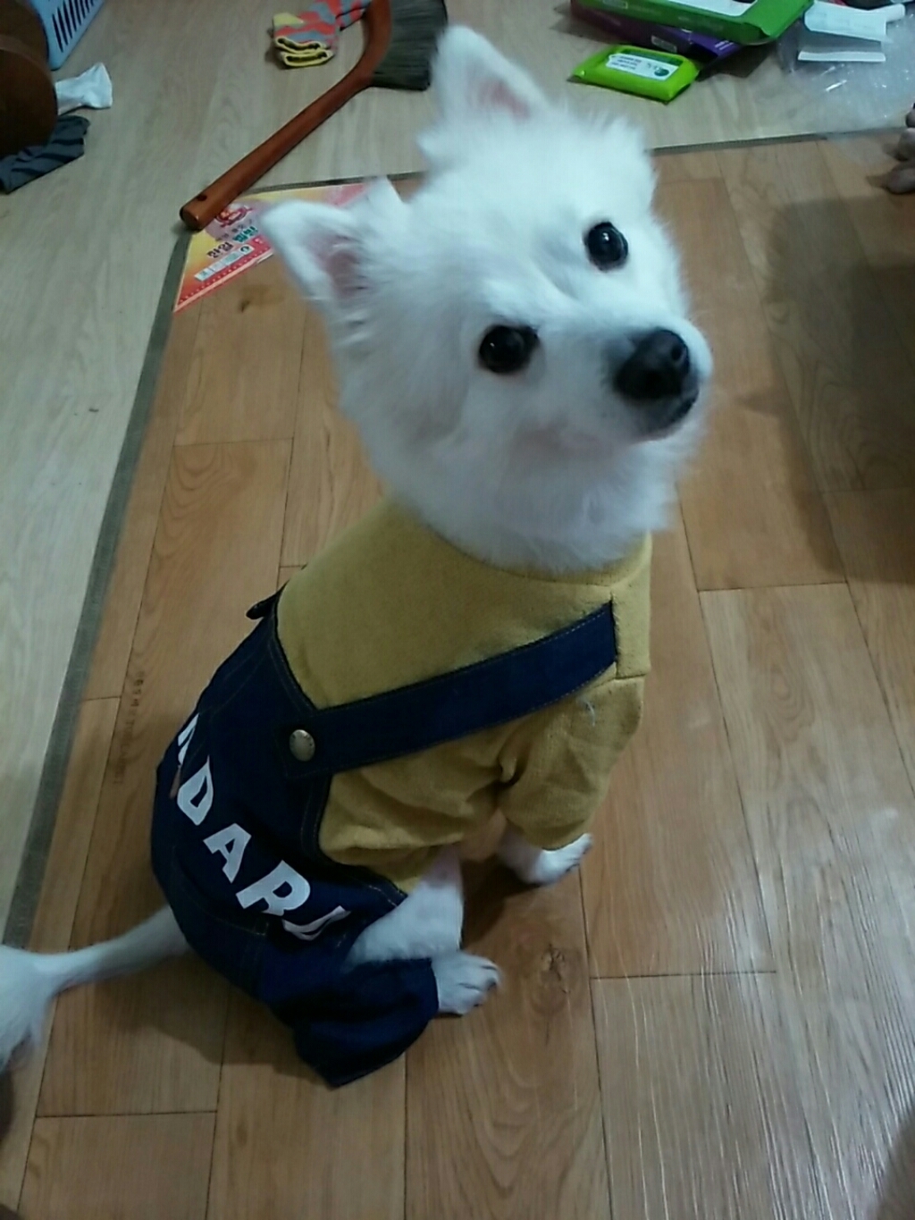 도그아이 애견용 스탠다드 올인원