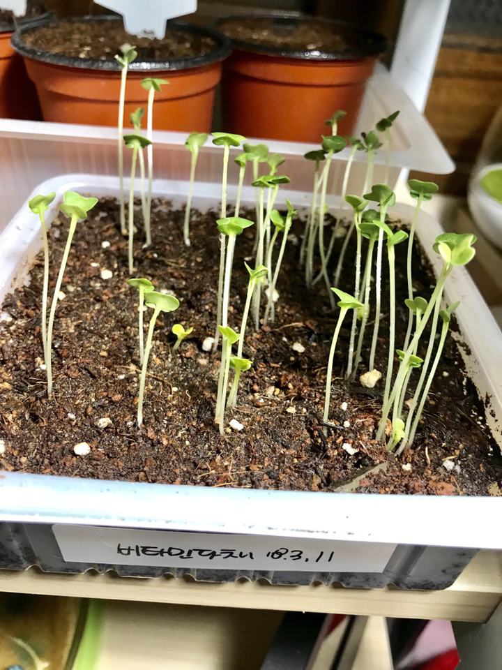 비타민채 씨앗 채소 종자 야채 vitain seed 2000알 리뷰후기