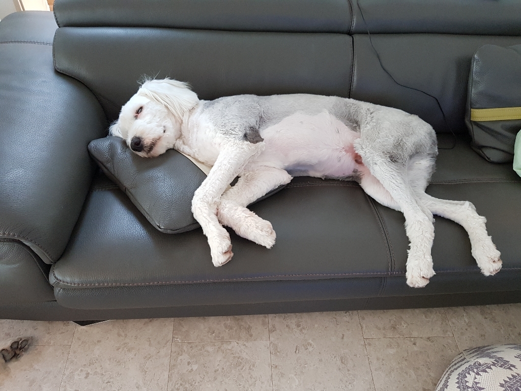 도비 스페셜 강아지사료