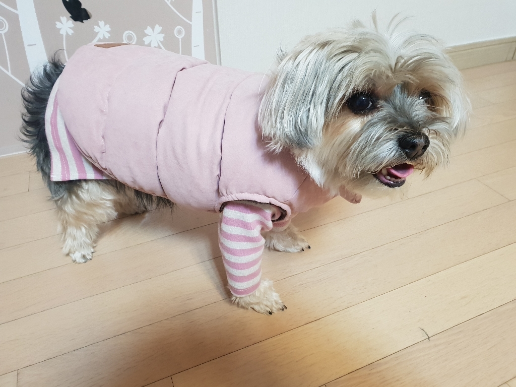 바이담수미 강아지 겨울 솜솜 패딩