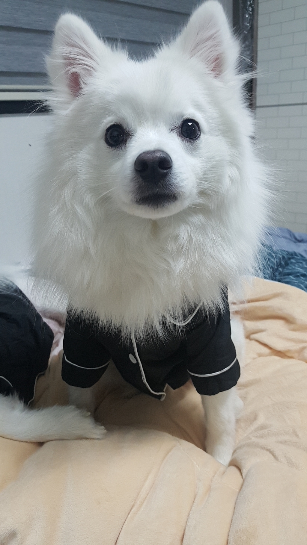 [랑팡] CPL 영국향 프래그런스오일 리뷰후기