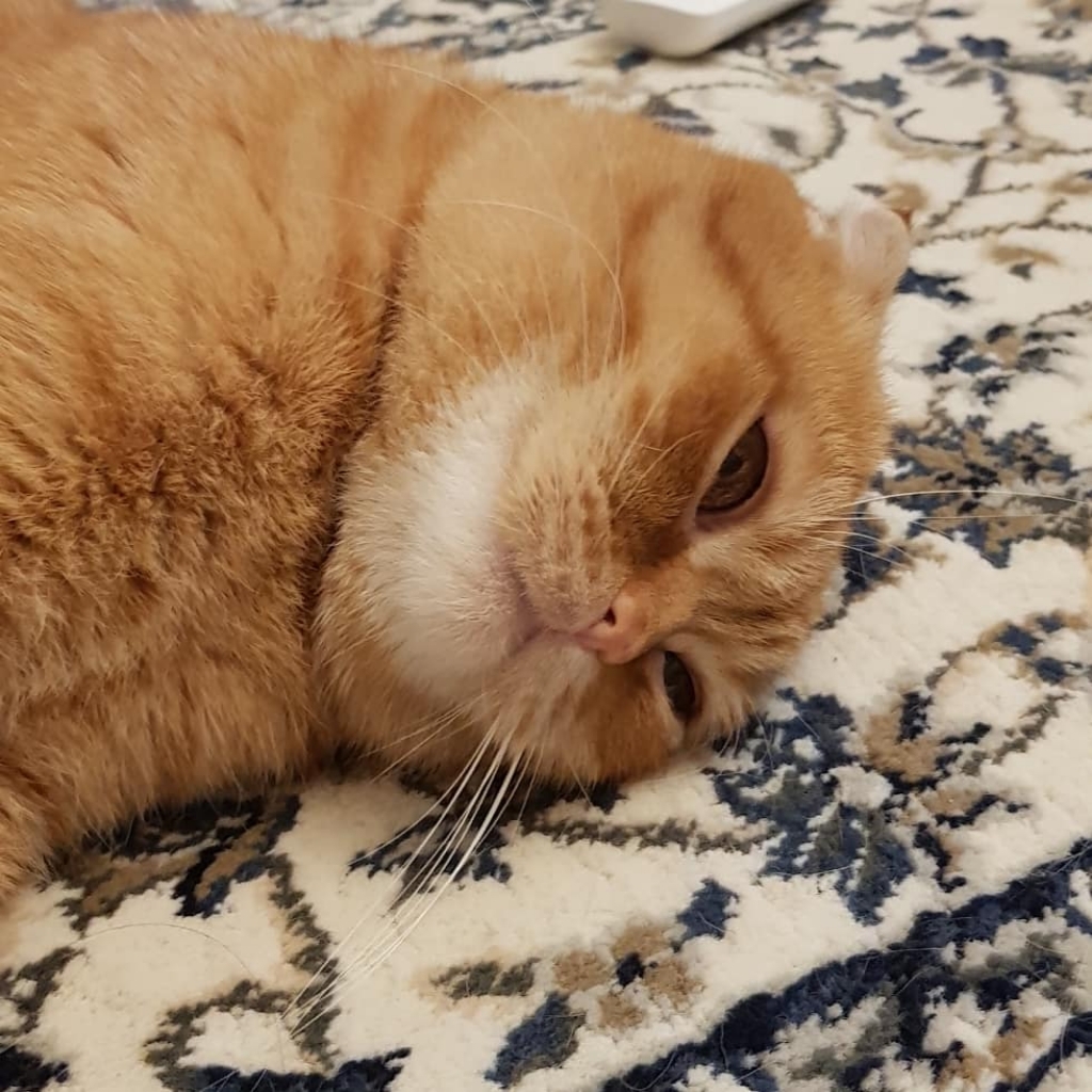로얄캐닌 울트라 라이트 젤리 파우치 고양이 습식사료