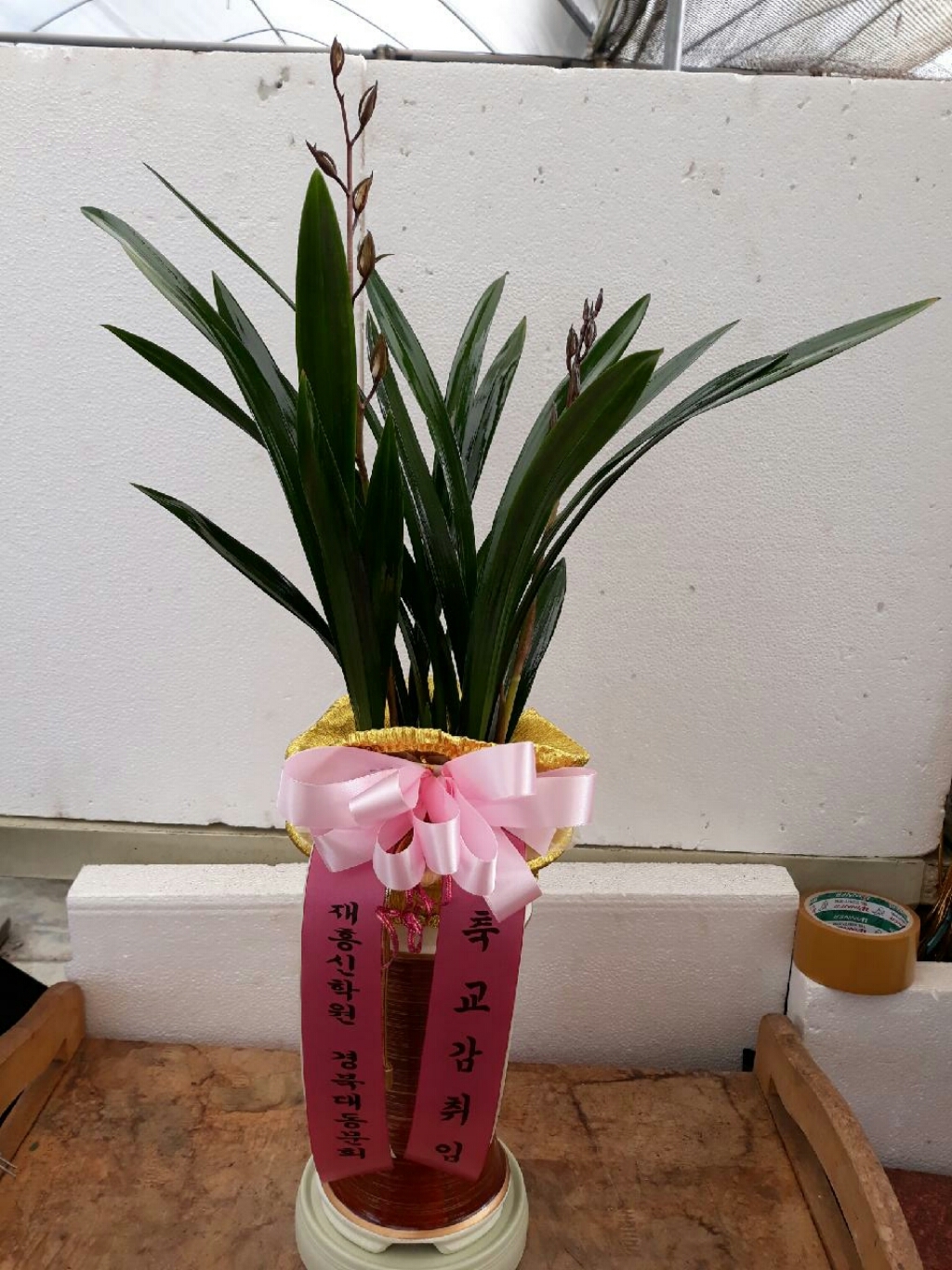 플라워조아 특별 산천보세 동양란 개업 영전 승진 취임 리뷰후기