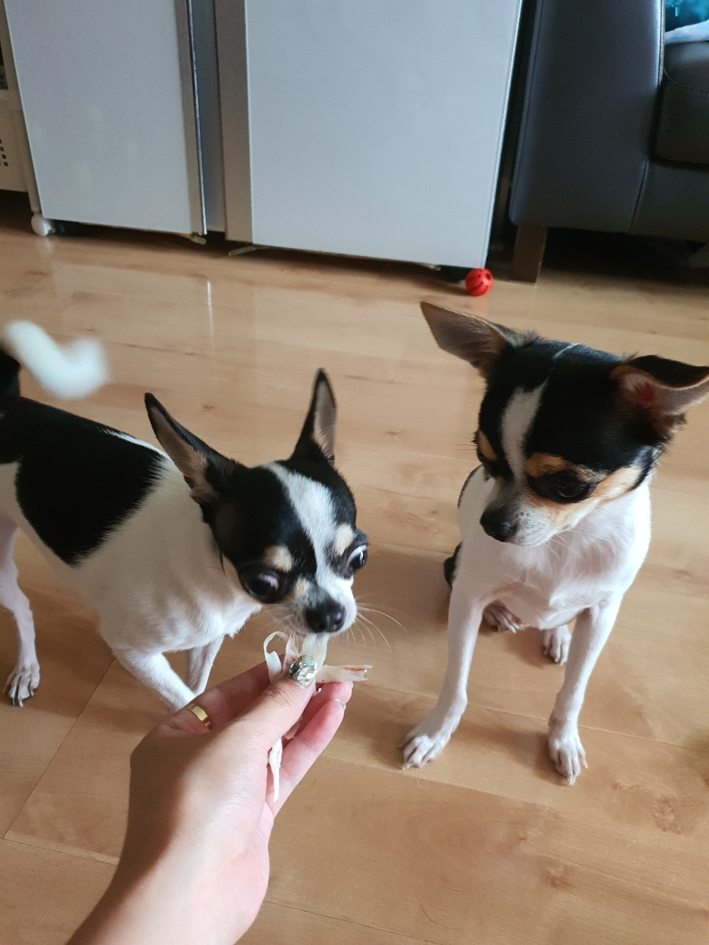 간택 고양이간식 생선살