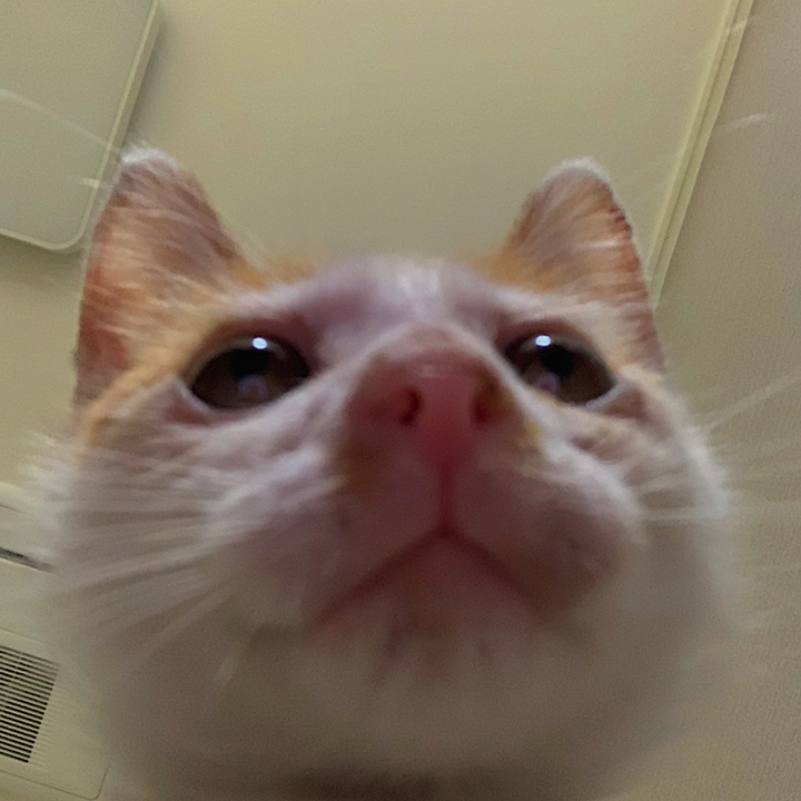 프롬 포뮬라 엘라이신 고양이 영양제