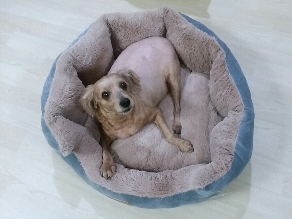 레드퍼피 강아지용 멜란지 워머 쿠션