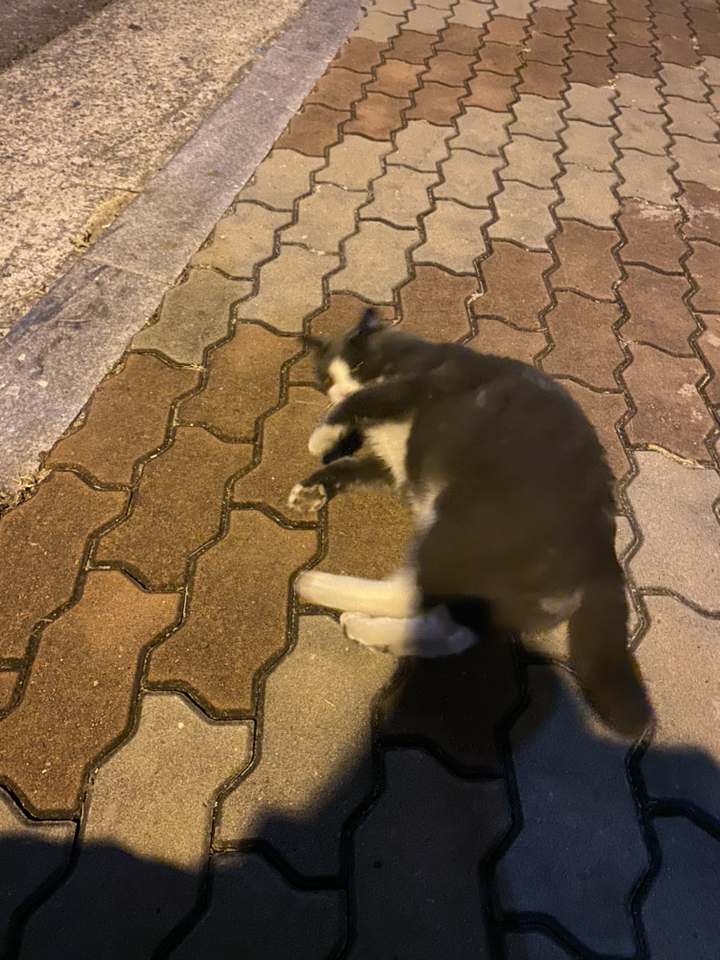 이즈칸 캣 하이에너지 건식사료 리뷰후기