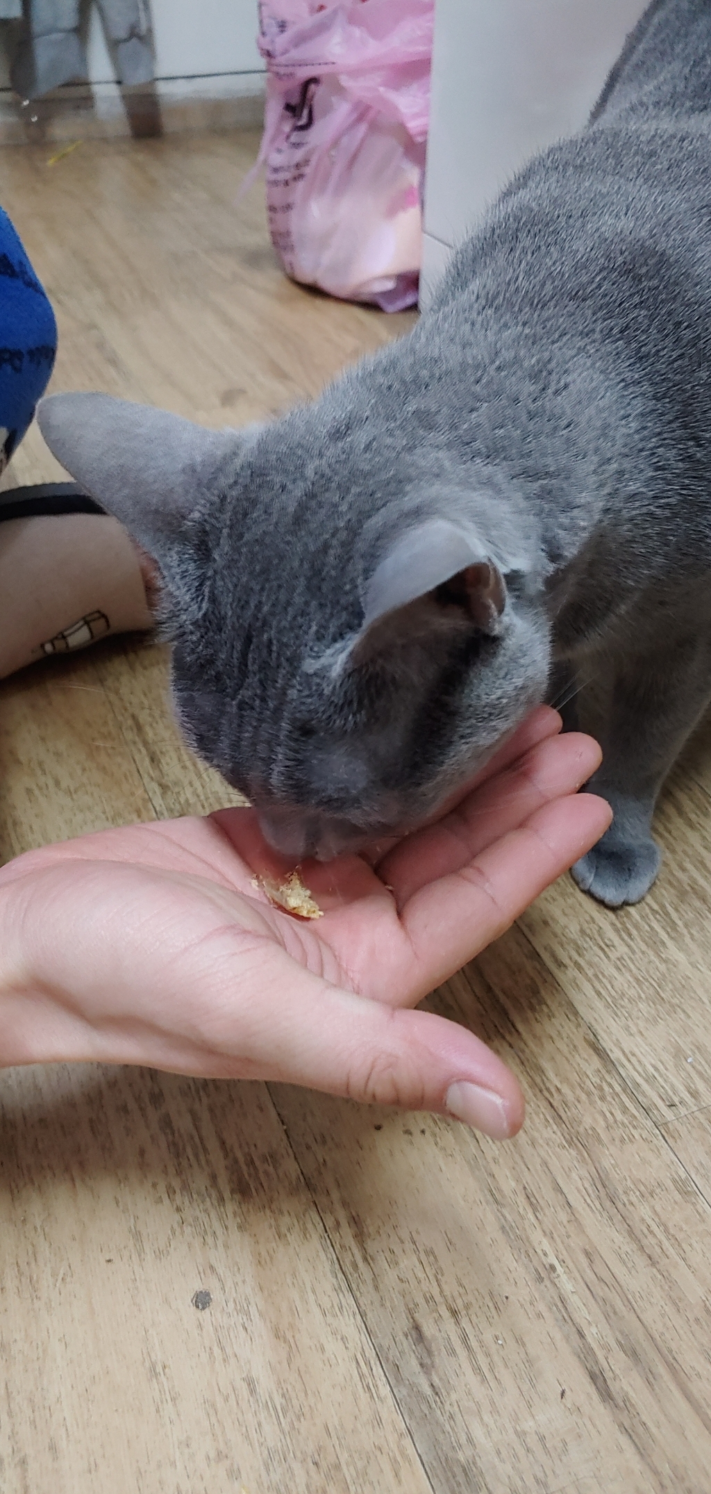 구딘 톰스패밀리 동결건조간식 캣 트릿 열빙어