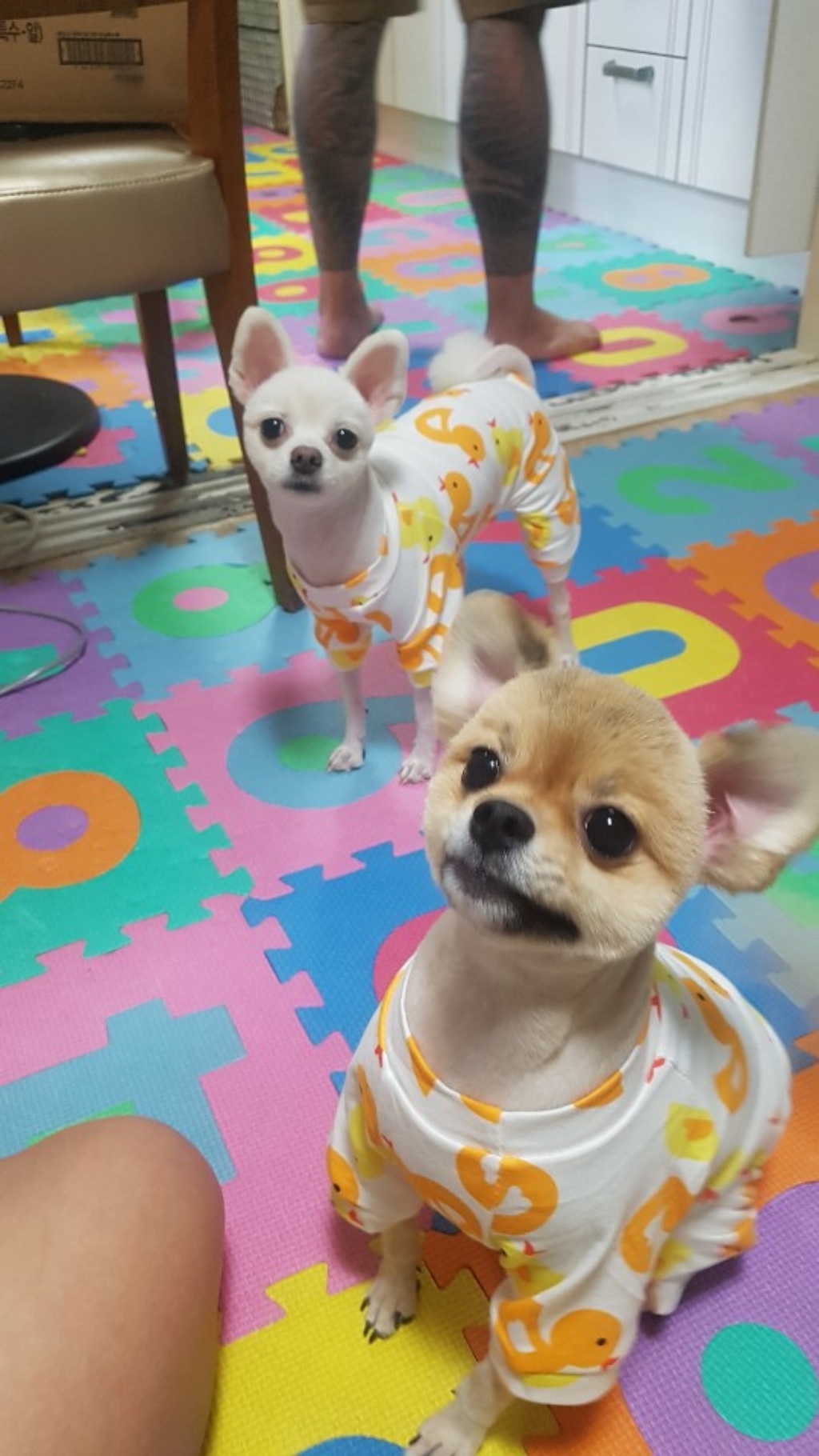 강아지옷 애견 패턴 파자마 반려견 잠옷 리뷰후기