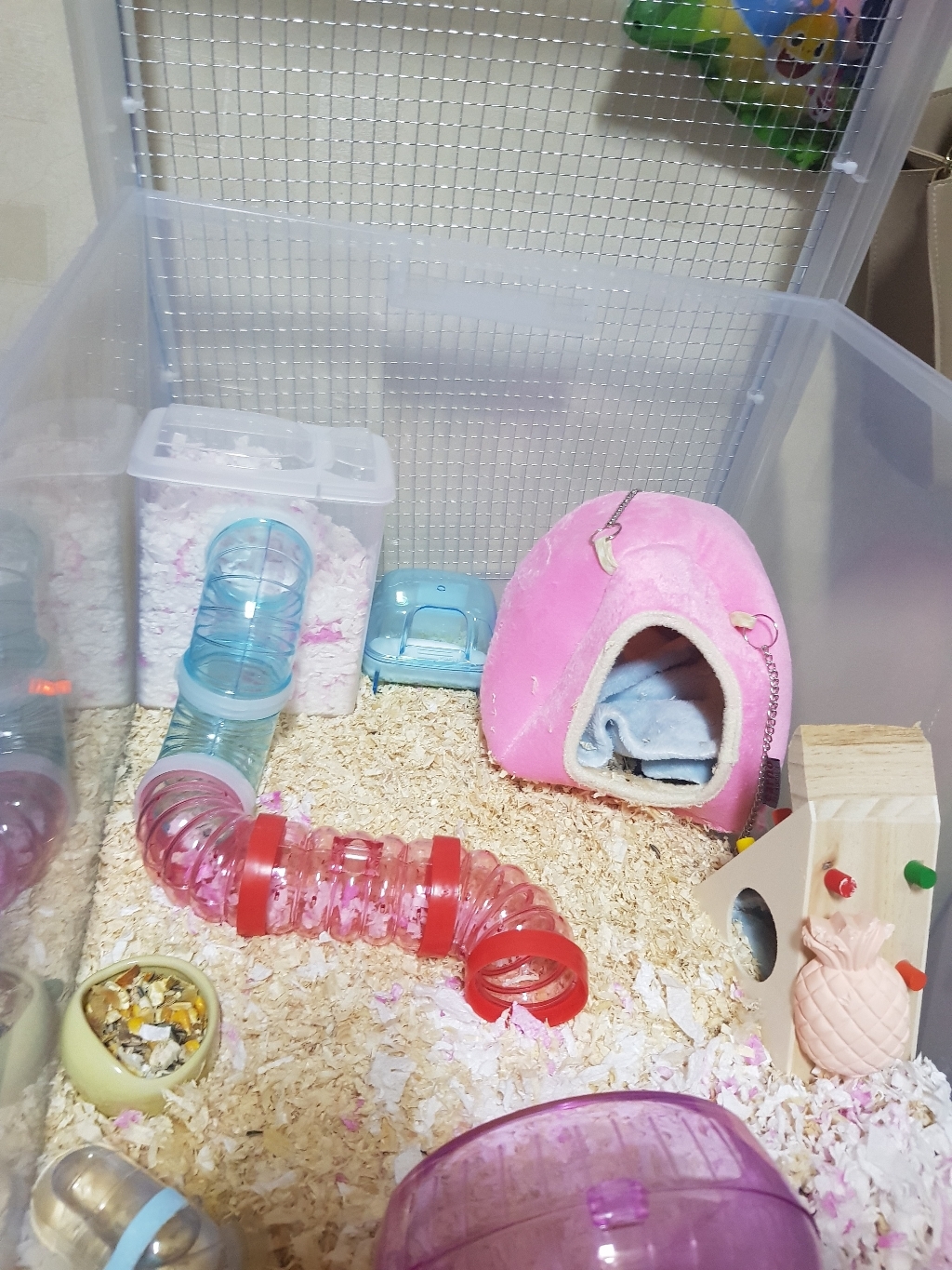 카르노 파스텔 소동물 해먹포치
