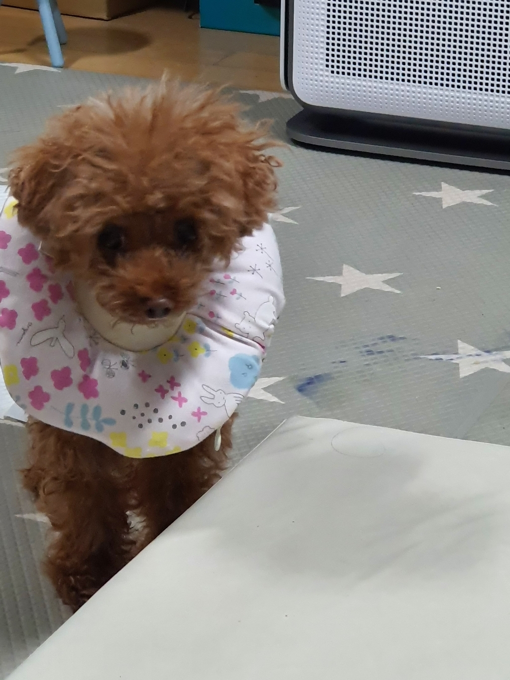 이츠독 오가닉 홈케어링 반려동물 넥카라 핑크 S
