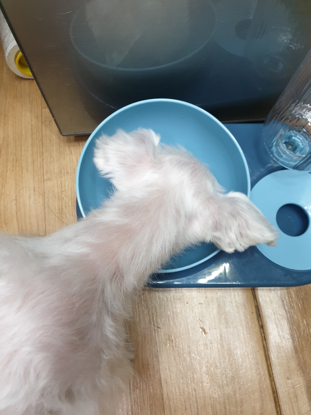 파스텔펫 냥이 반자동 반려동물 급수식기 S