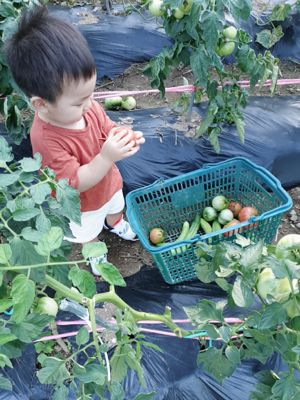 피치애플 어린이 아로마 썸머 밴드 리뷰후기
