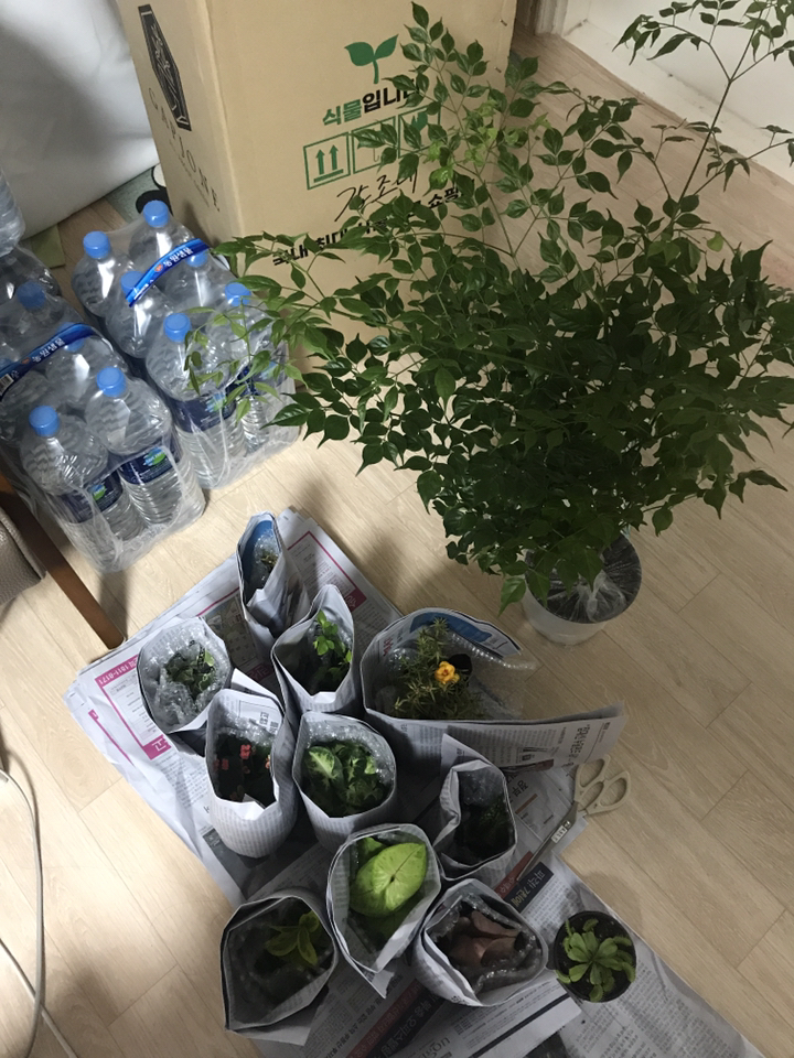 갑조네 꽃기린 공기정화식물 인테리어식물 다육식물 리뷰후기