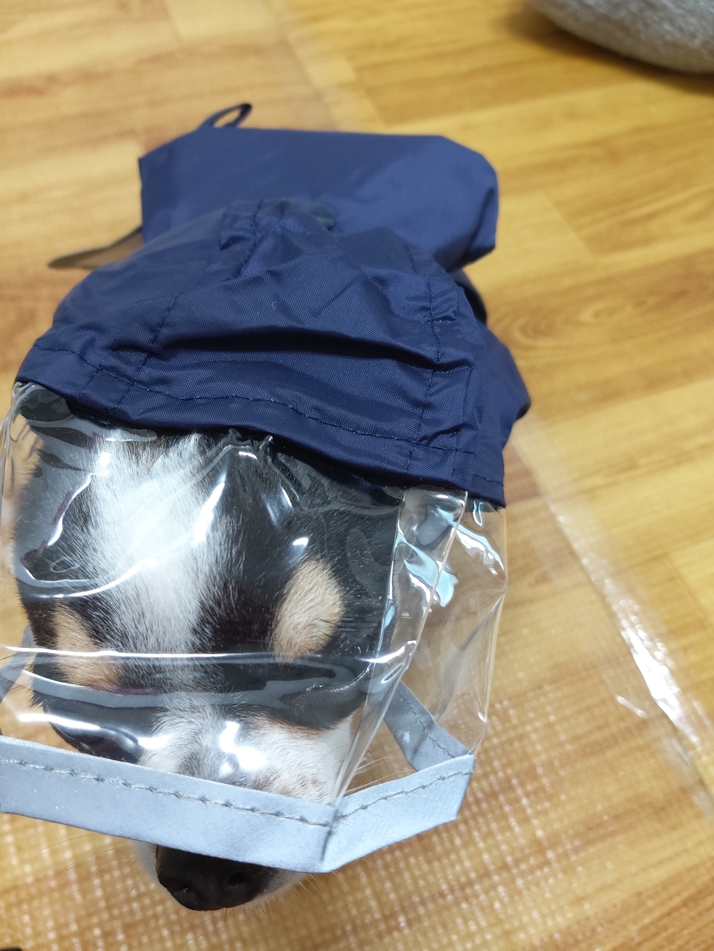 딩동펫 반려견용 레인코트