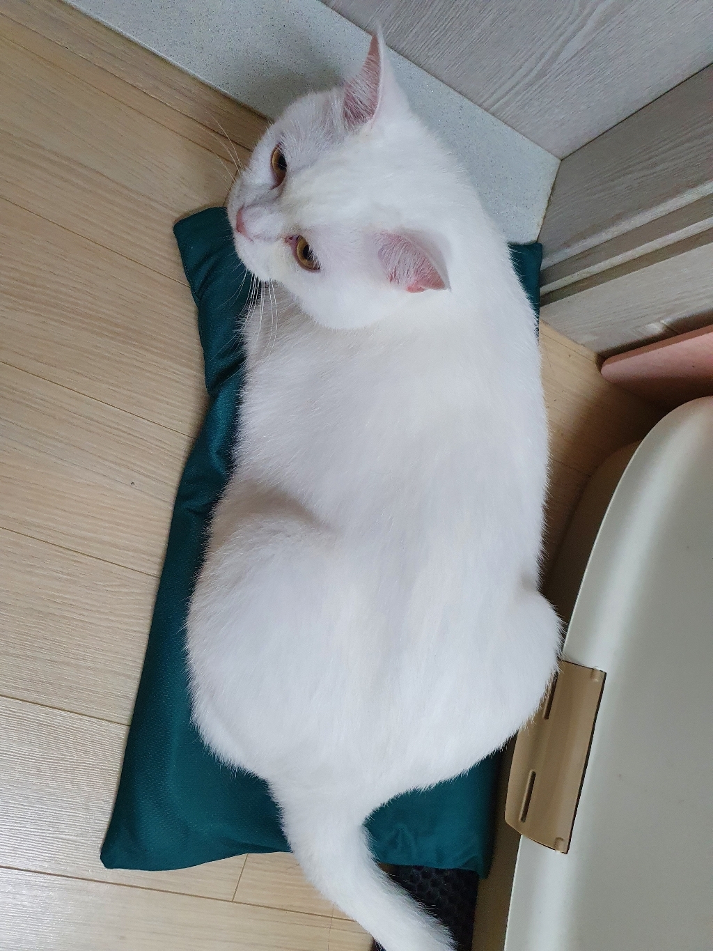 가엔가 푹신푹신 빨아쓰는 분말형 규조토 발매트 욕실매트