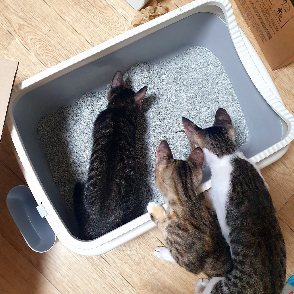 네이처펫 탐나는 평판형 고양이 화장실 리뷰후기