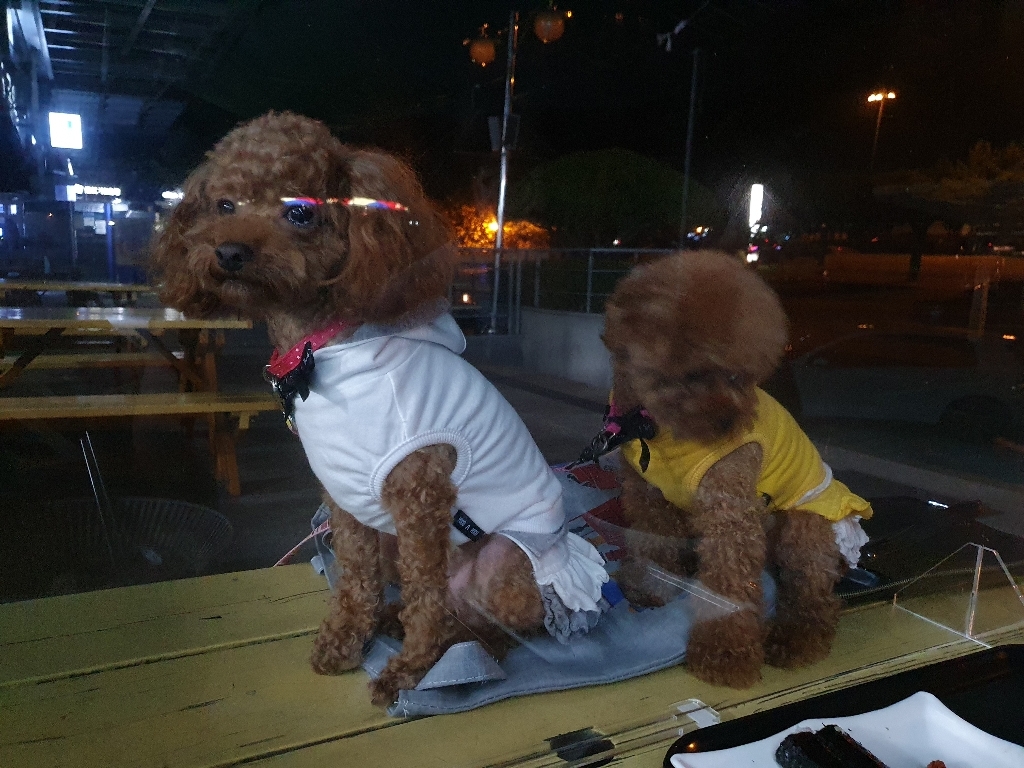 펫파트너스 강아지 고양이 입냄새제거 구강청결 치석예방 덴탈워터 덴탈오레가 리뷰후기