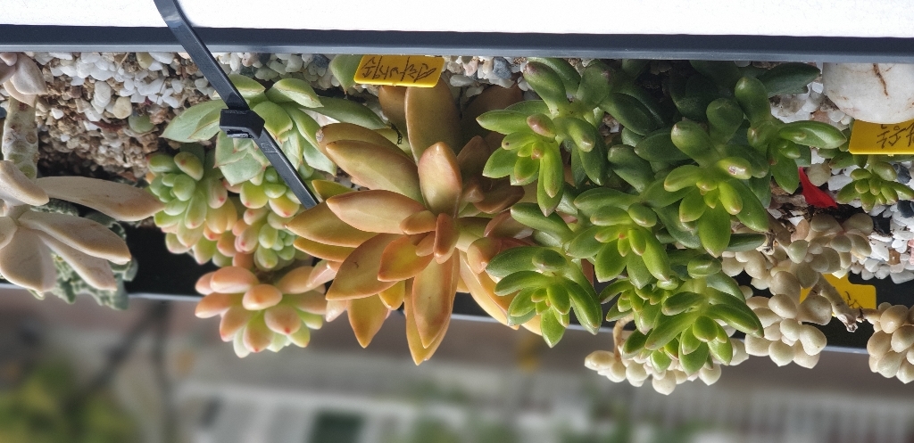 옹기삼발 12두발 여물통 화분-대형