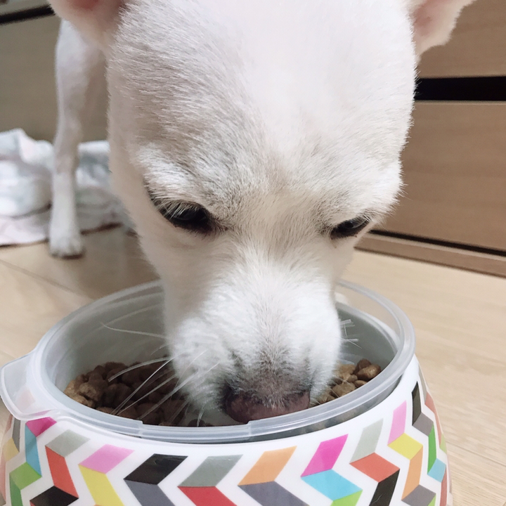 솔리드골드 전연령용 마이티미니 강아지 건식사료 리뷰후기