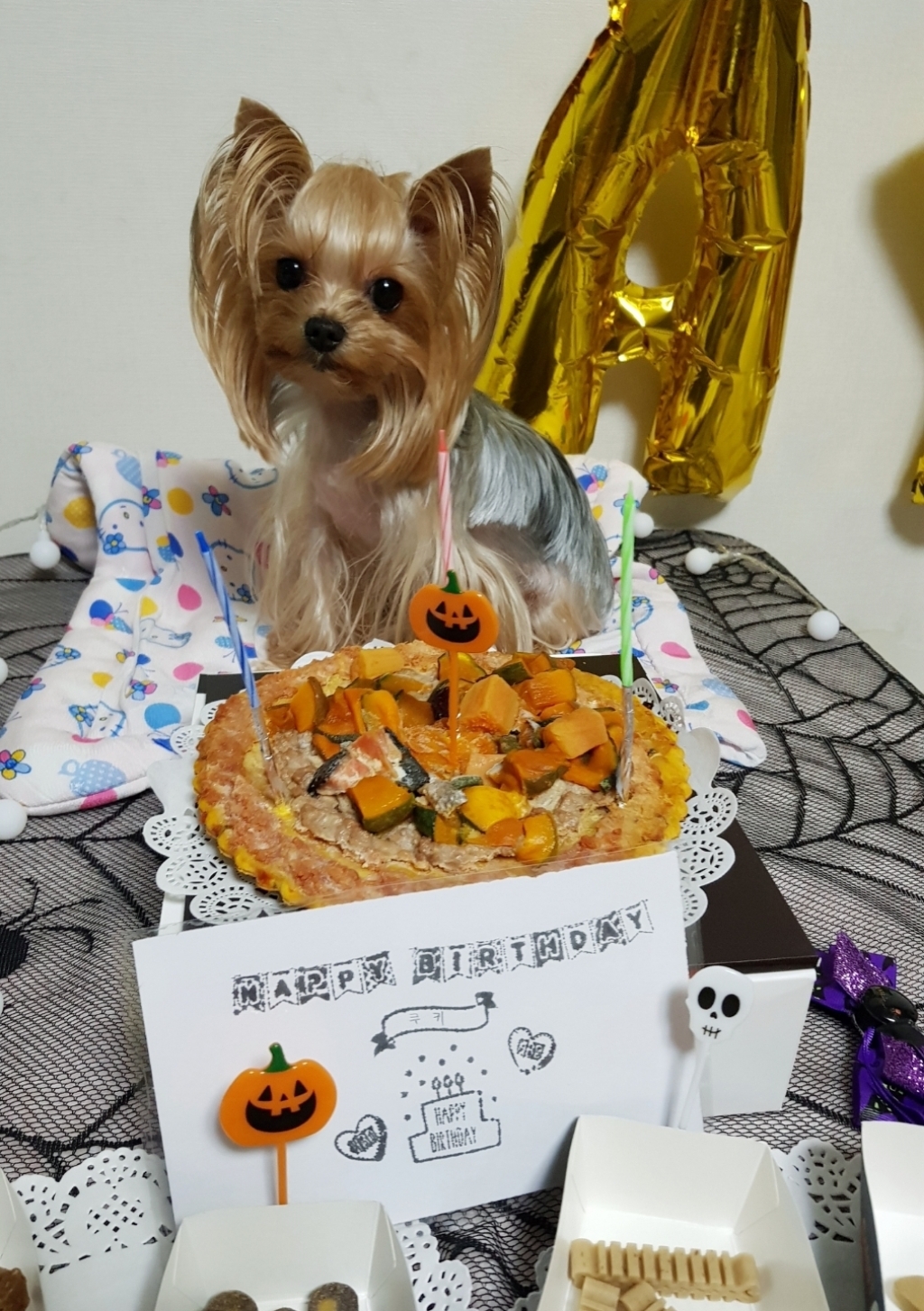 도그쿡 콤비네이션피자 강아지 간식 리뷰후기