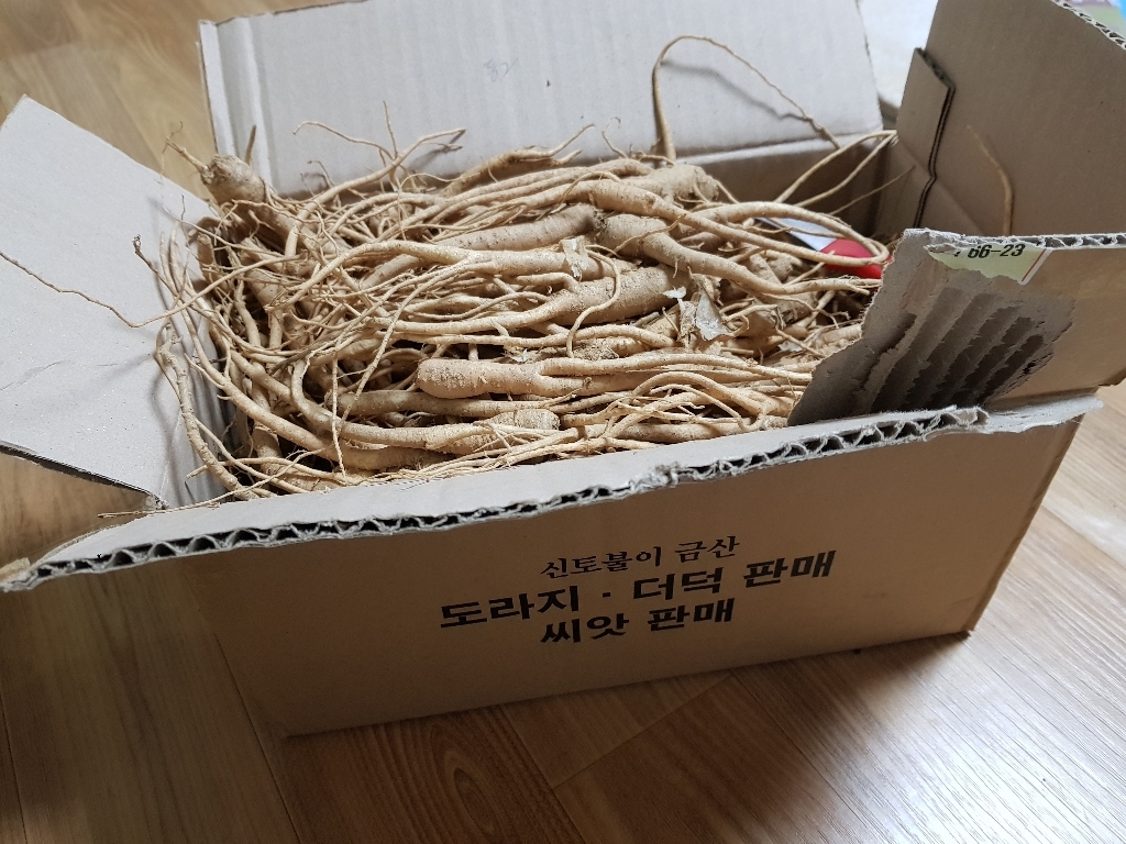 산지직송 국산 제철 금산 햇 약도라지 피 통 정과용 제사 약용 나물용 생 백도라지