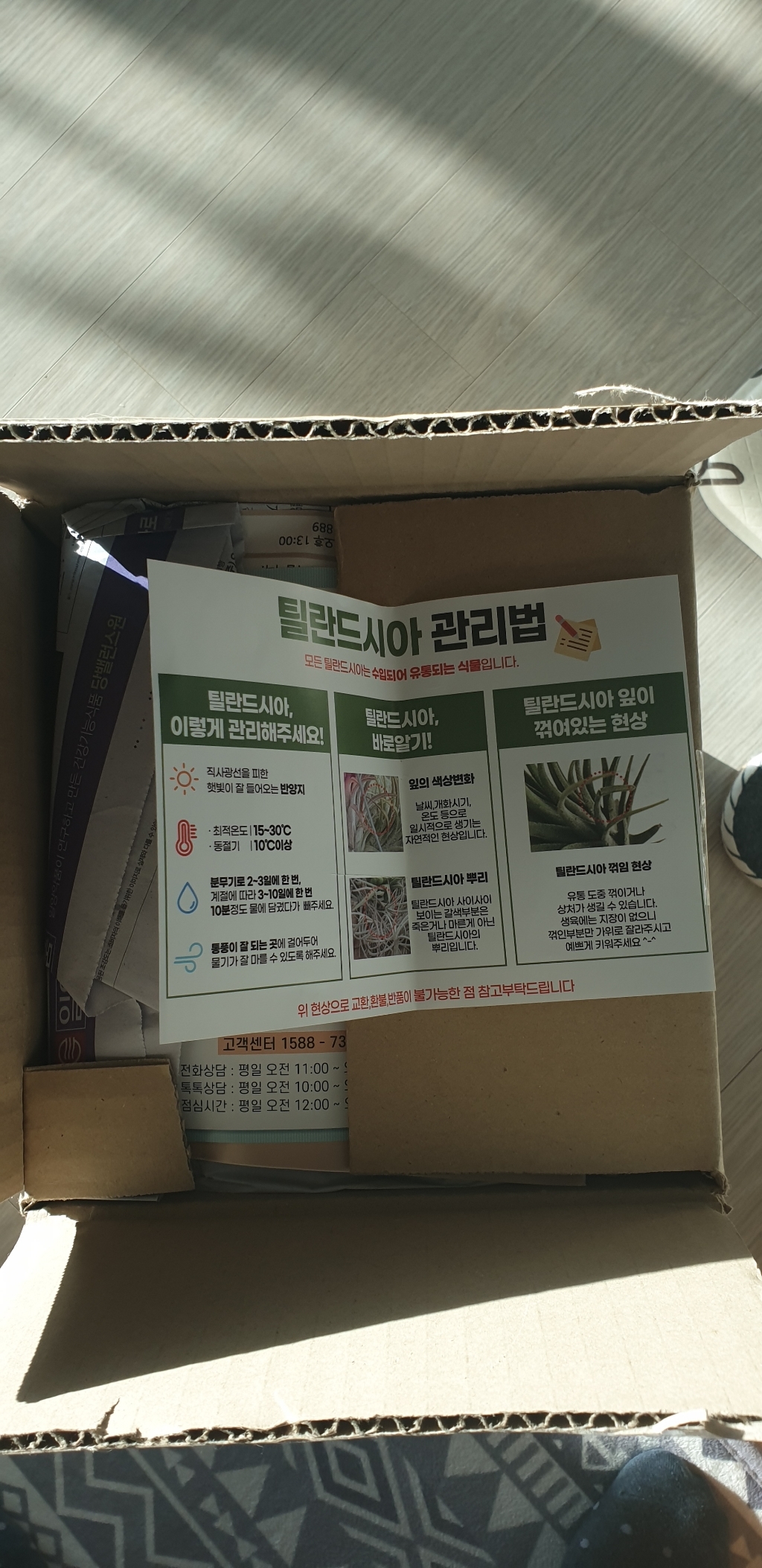 갑조네 틸란드시아 모음 에어플랜트 공기정화식물 인테리어 식물 행잉플랜트
