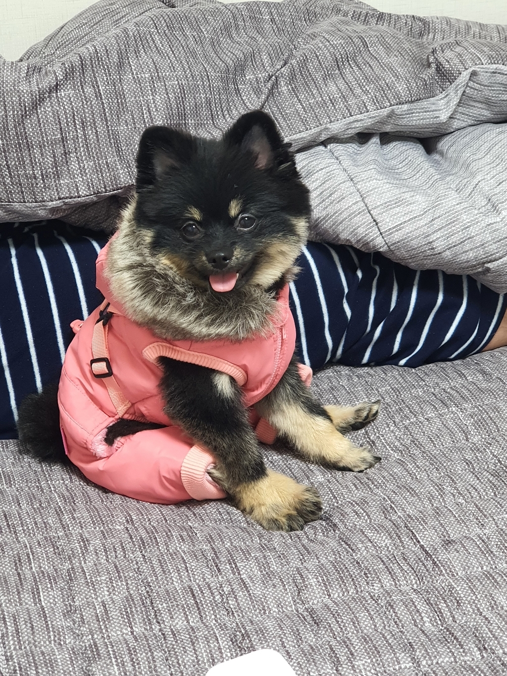 핑카홀릭 에블린 하네스