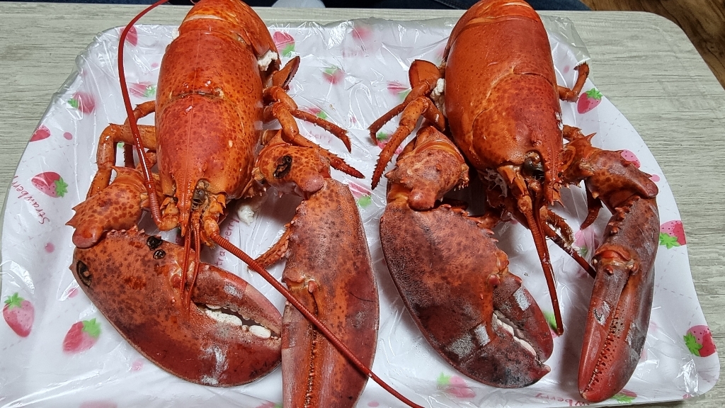 은하수산 캐나다산 랍스타
