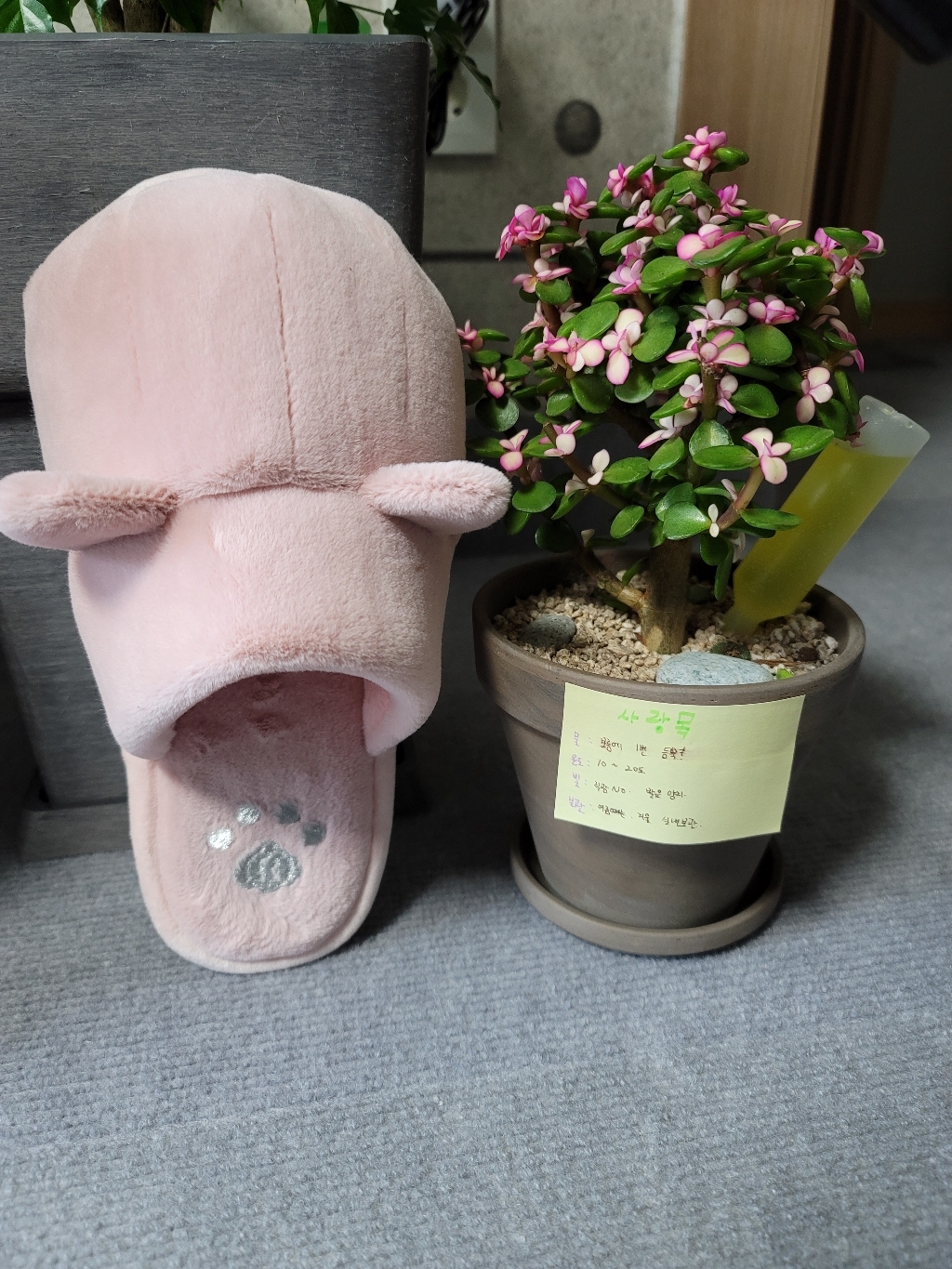 러브트리 다육 공기정화식물 키우기쉬운 반려식물 사랑목 독일 토분 리뷰후기