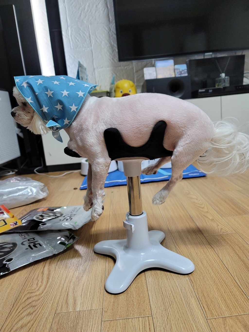 발상 특허 반려동물 강아지미용의자 샘슨살롱 / 반려견 댕댕이 목욕의자 셀프미용