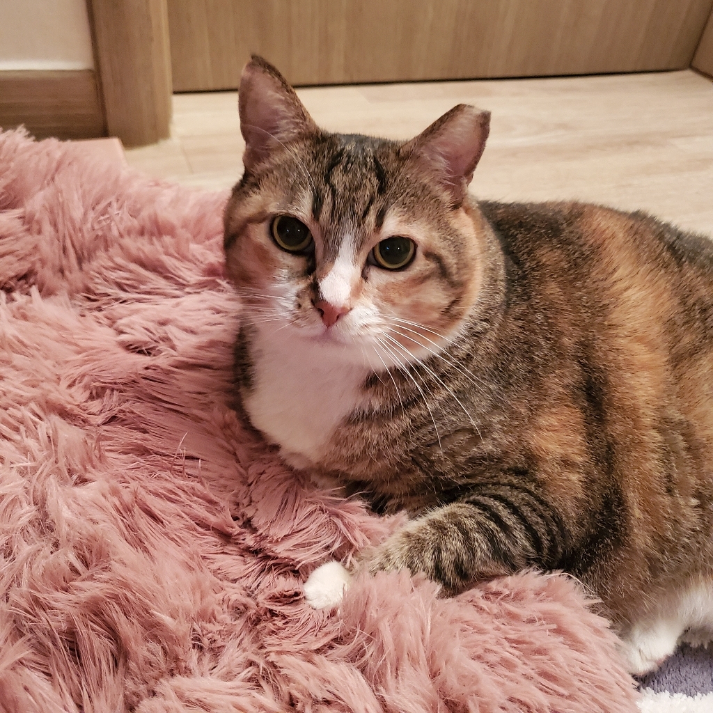 강아지 고양이 마약 방석 이불 담요 애견 겨울 도넛 무중력 원형 쿠션 온열 포토존 방석 리뷰후기