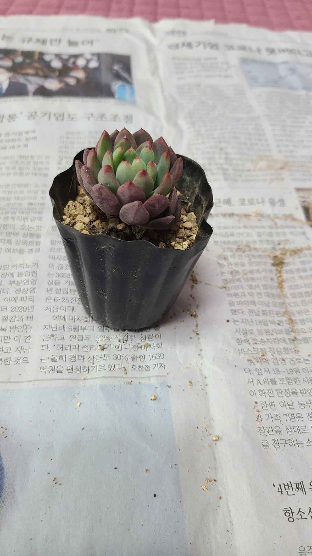 블루엘프 다육식물 선인장 리뷰 후기