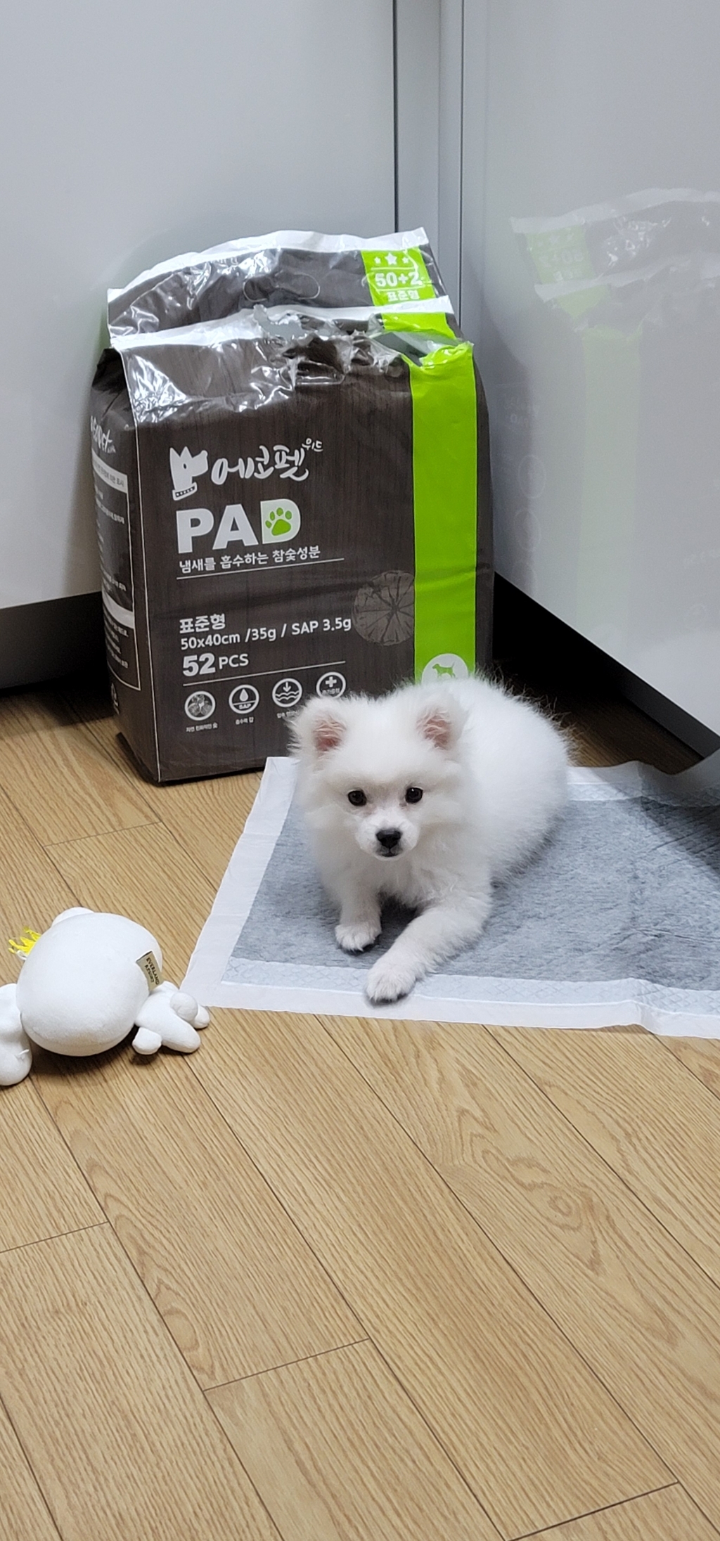 에코펫위드 냄새잡는 참숯성분 차콜 에코패드 배변패드