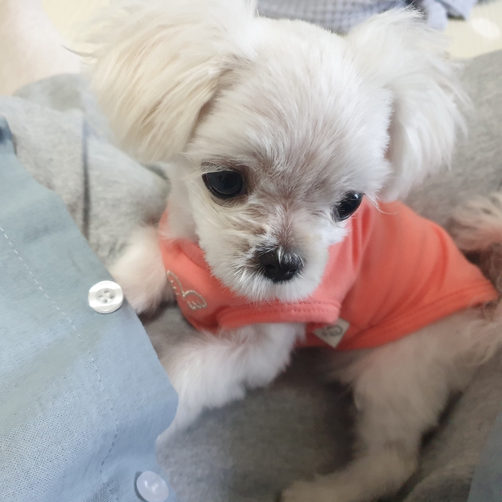 퍼피엔젤 반려견용 AC 데일리 민소매 티셔츠