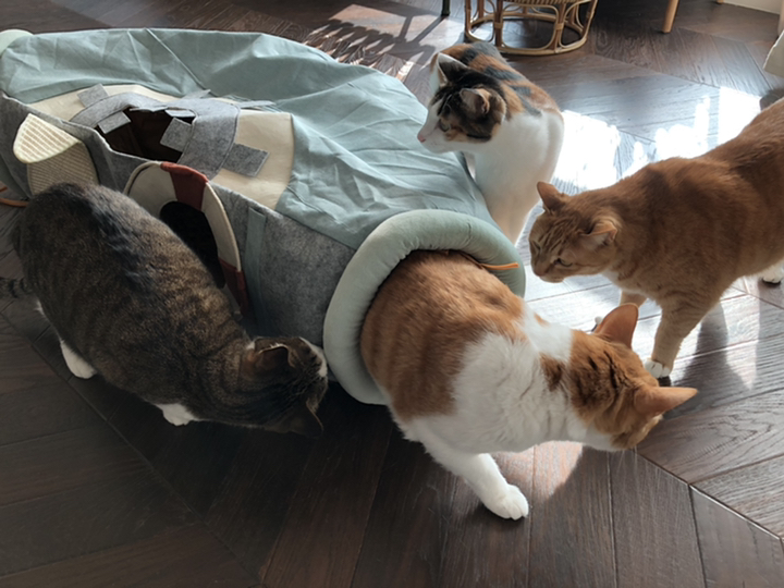 행복한댕냥이 고양이 숨숨집 터널 리뷰후기