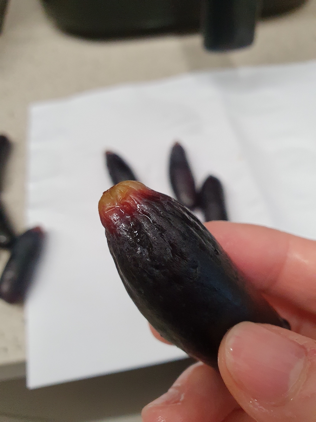 프리미엄 블랙사파이어 가지포도 20브릭스이상 핵당도 최상품 아삭달콤한 마녀포도 리뷰후기