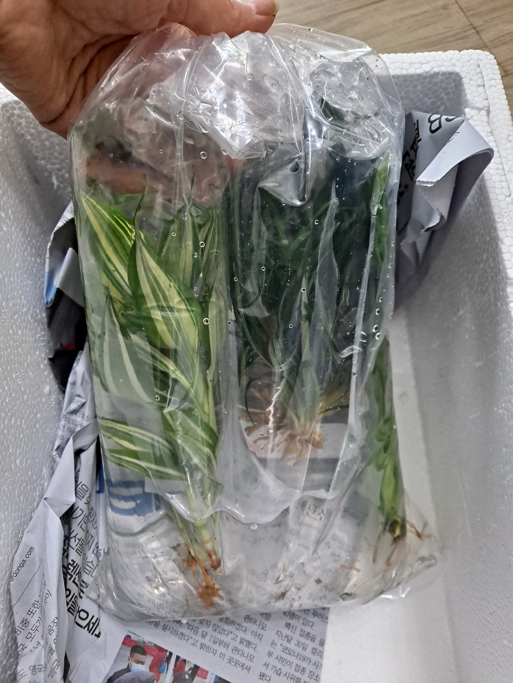 초보자 수초 초보자수초 자연수초
