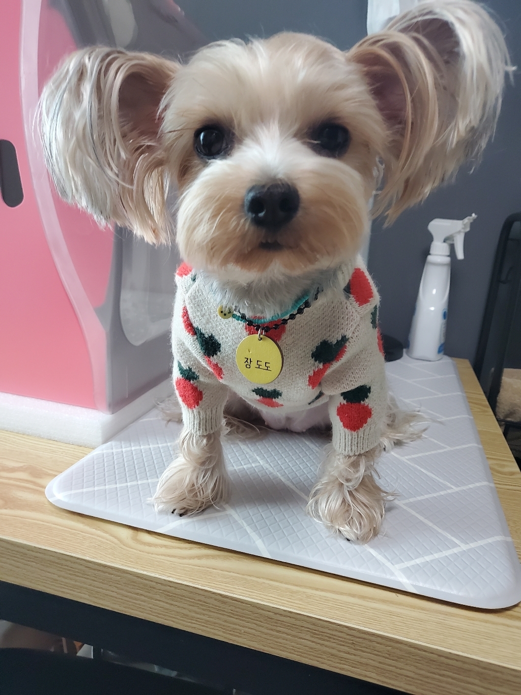바이담수미 강아지 당근 니트