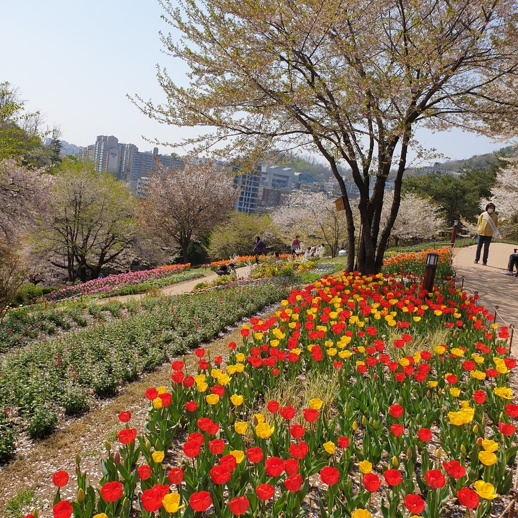 맑을담 브로콜리 추출물 만물상 동안크림 브로컬리 추출액 비누베이스/기타재료