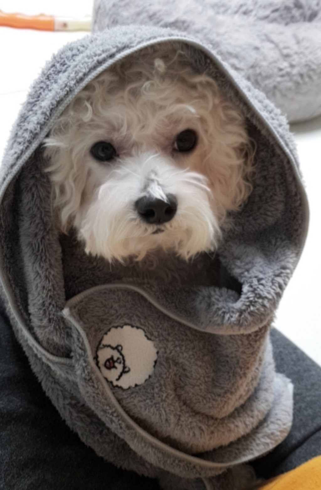 펫블링 비숑 극세사 펫타올