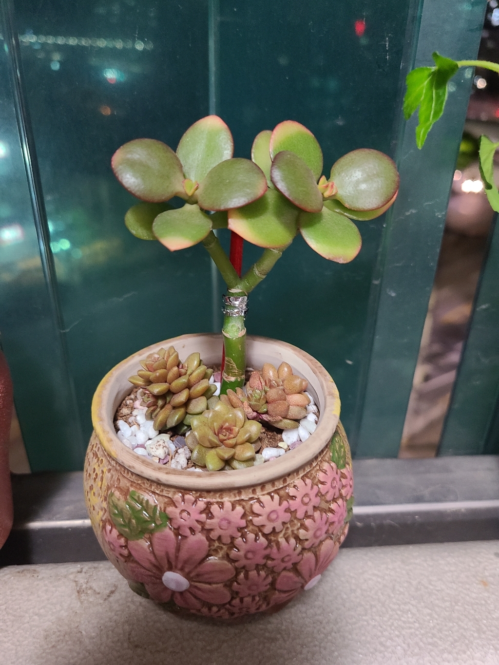 다육맘 수제화분 다육이화분 패랭이