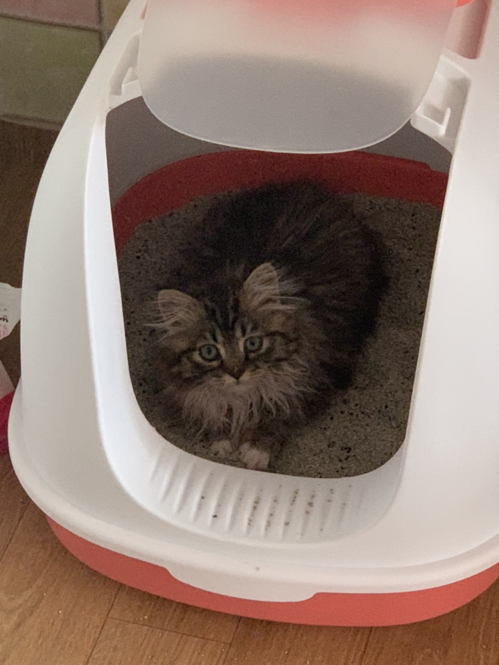 S-CASS 고양이 천연 벤토나이트 모래