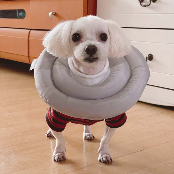 반려생각 UFO 반려동물 넥카라 S