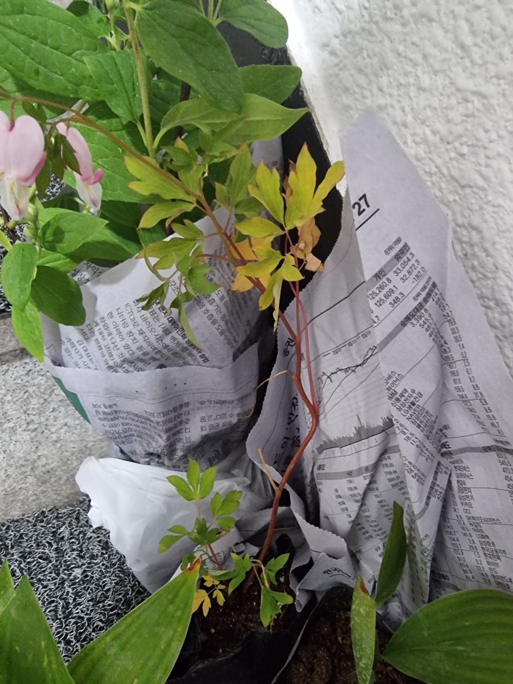 야생화 금낭화 포트
